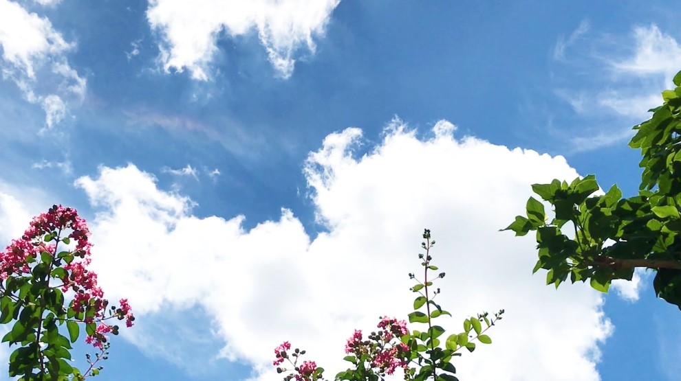 サルスベリの花と流れる雲 205