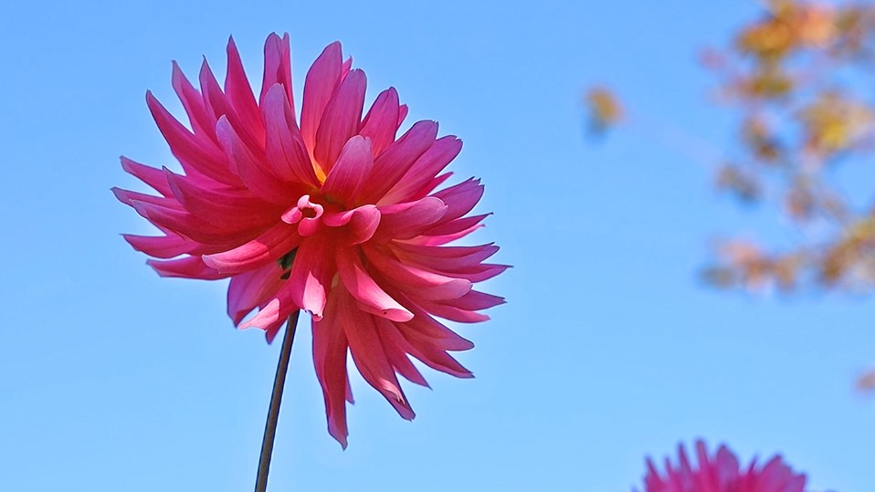 大きなピンク色の花・ダリア