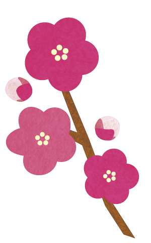 ピンク色の梅の花（枝つき）