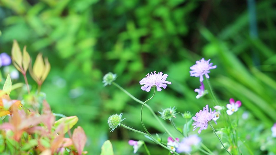 紫色の小さな野の花 129