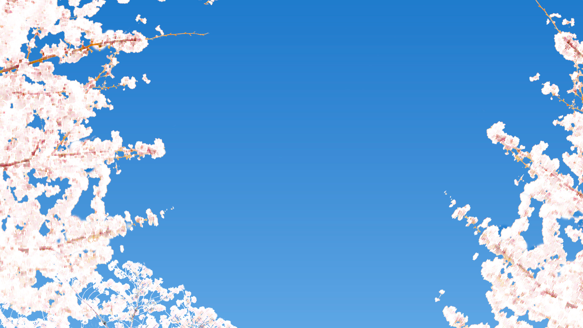 青空と満開の桜の壁紙背景 480