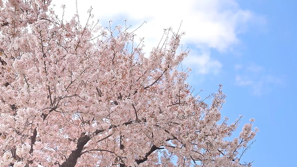 青空と満開の桜 464