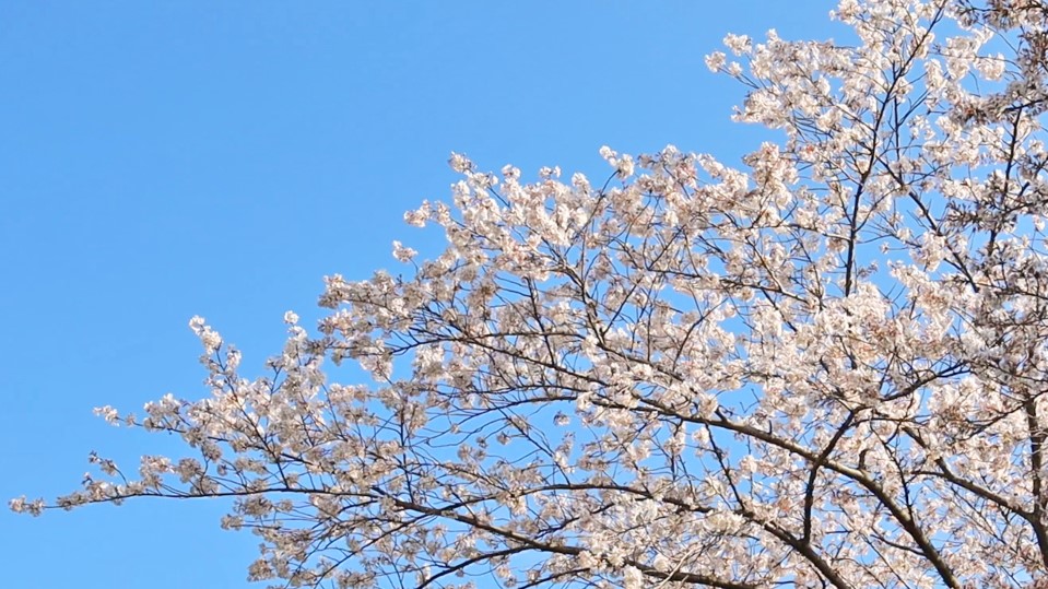 真っ青な空と満開の桜 469