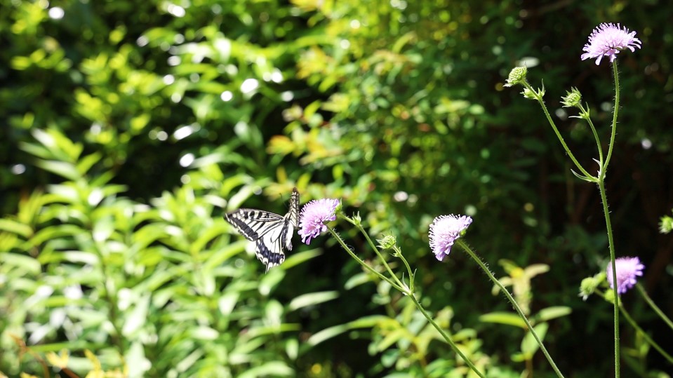 アゲハ蝶とゆれる花