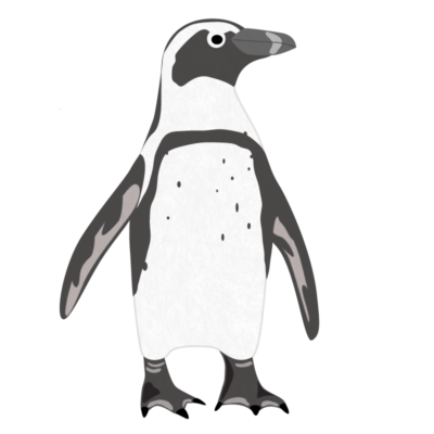 ケープペンギン 564