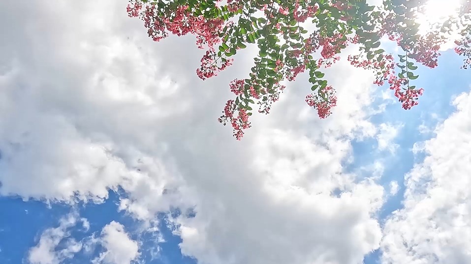 太陽の光がこぼれる空と百日紅 667