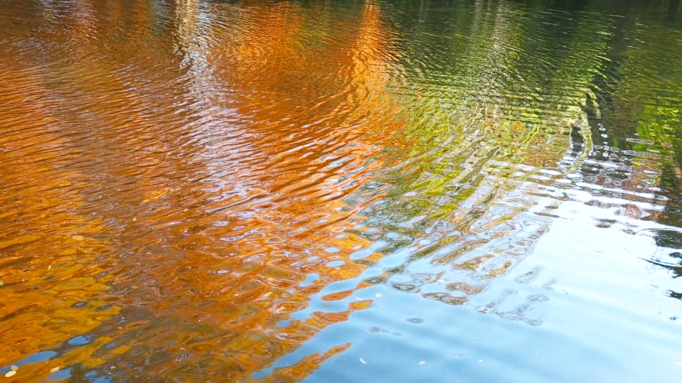 紅葉を映す水面の綾