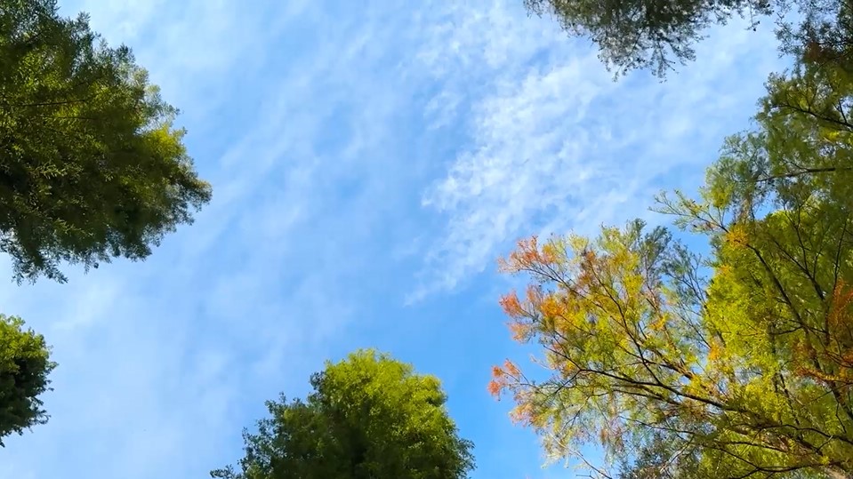 紅葉のはじまりの五色の風景