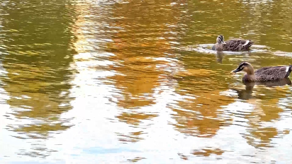 紅葉が映る水面でくつろぐ二羽のカモ