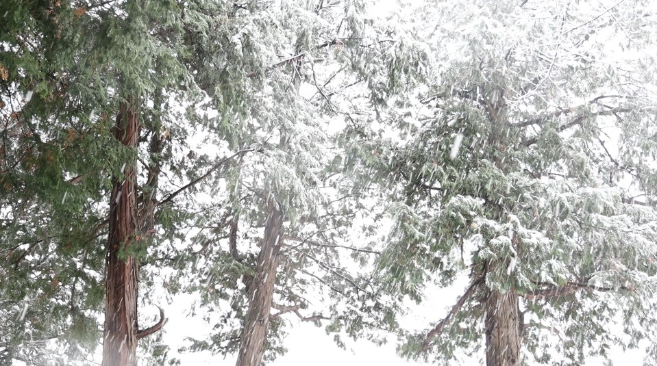 森にしんしんと降る雪