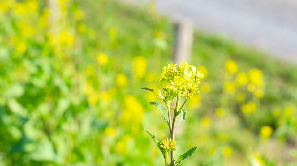 菜の花畑でゆらゆら 777